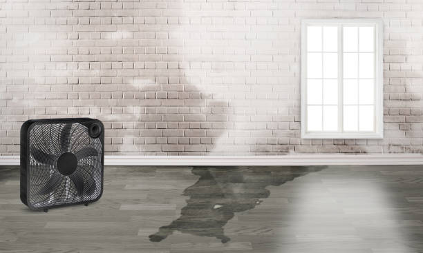 Best Professional water damage repair  in Bealeton, VA