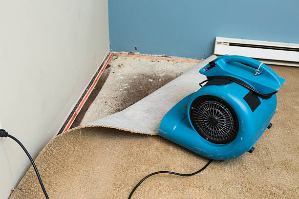 Best Professional water damage repair  in Bealeton, VA